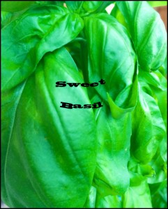 Sweet basil