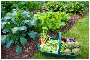 vegetable garden 