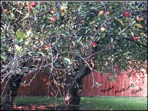 apple picking